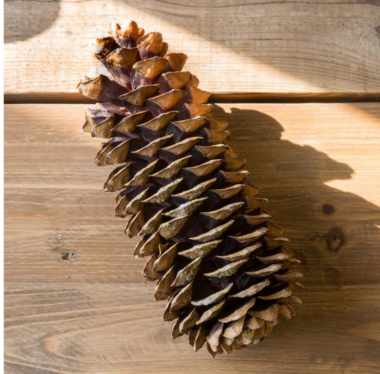 14" Sugar Pine Cones