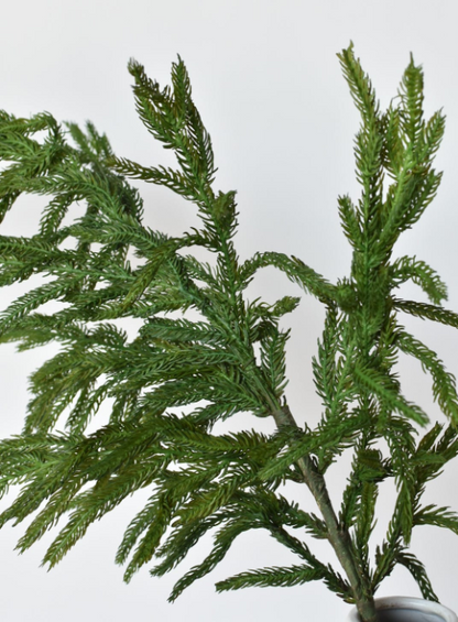 36" Real Touch Norfolk Pine Spray Stem