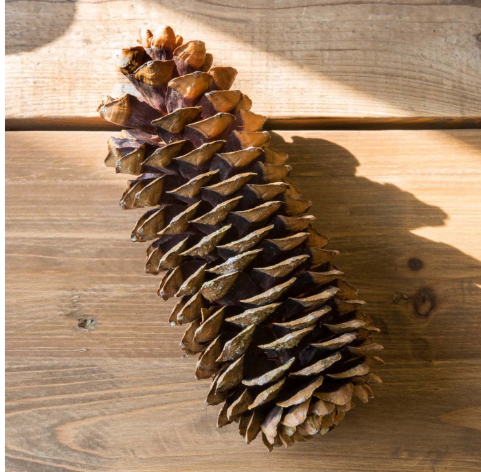 14" Sugar Pine Cones