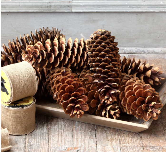 14" Sugar Pine Cones