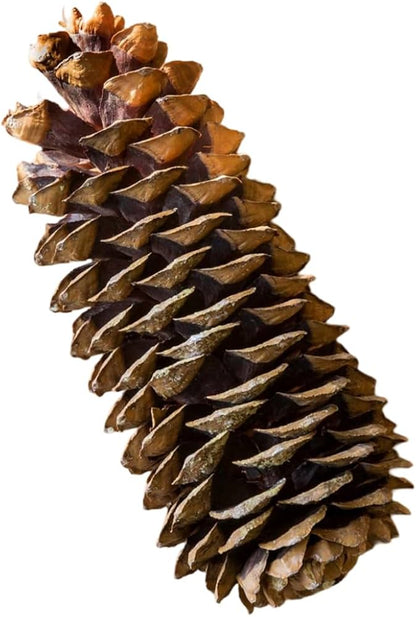 14" Sugar Pine Cones